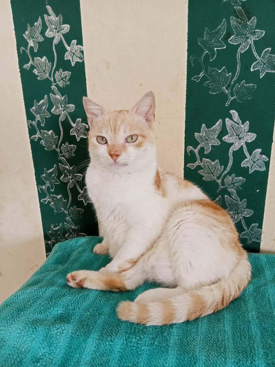 Enlarge Gato, an adopted mixed breed in Mississauga, ON image 4/5