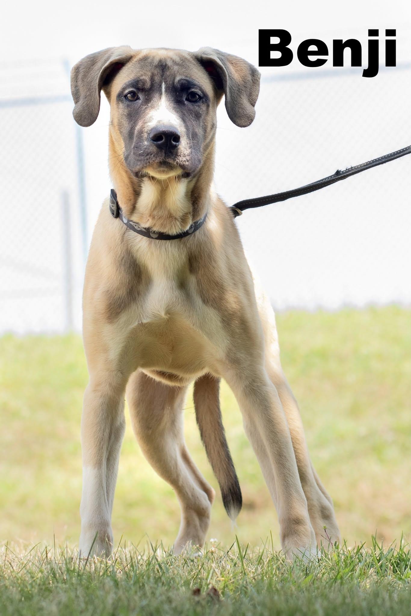 Benji, Adopted, Puppy Male Mixed Breed.
