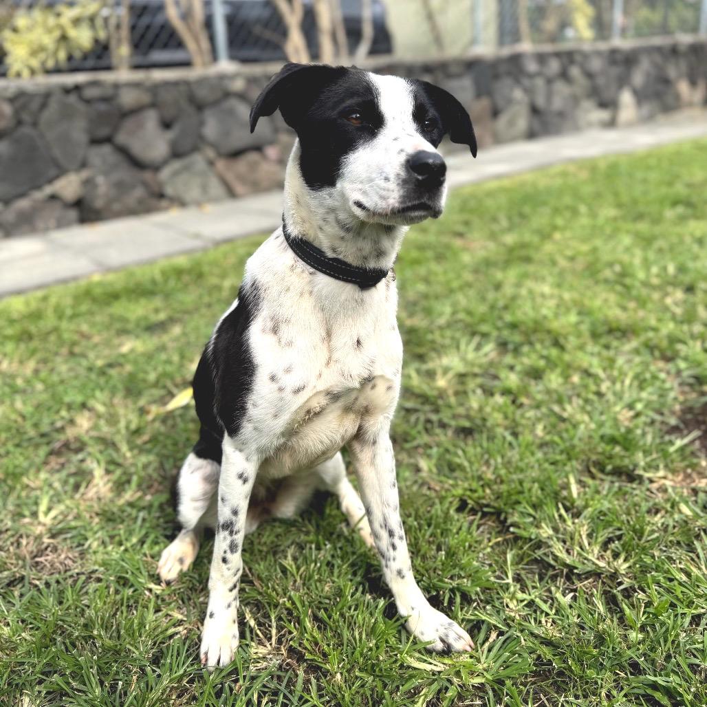 Oreo, Adoptable, Young Female Australian Cattle Dog / Blue Heeler & Mixed Breed.
