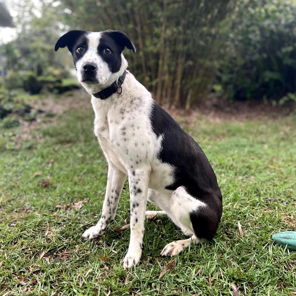 Enlarge Oreo, a Adoptable mixed breed in Keaau, HI image 2/6