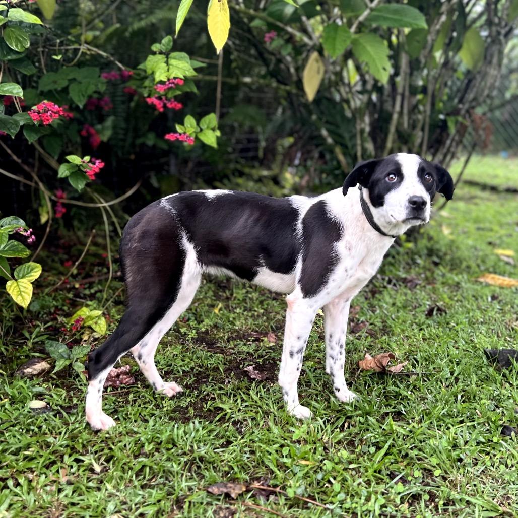 Enlarge Oreo, a Adoptable mixed breed in Keaau, HI image 3/6