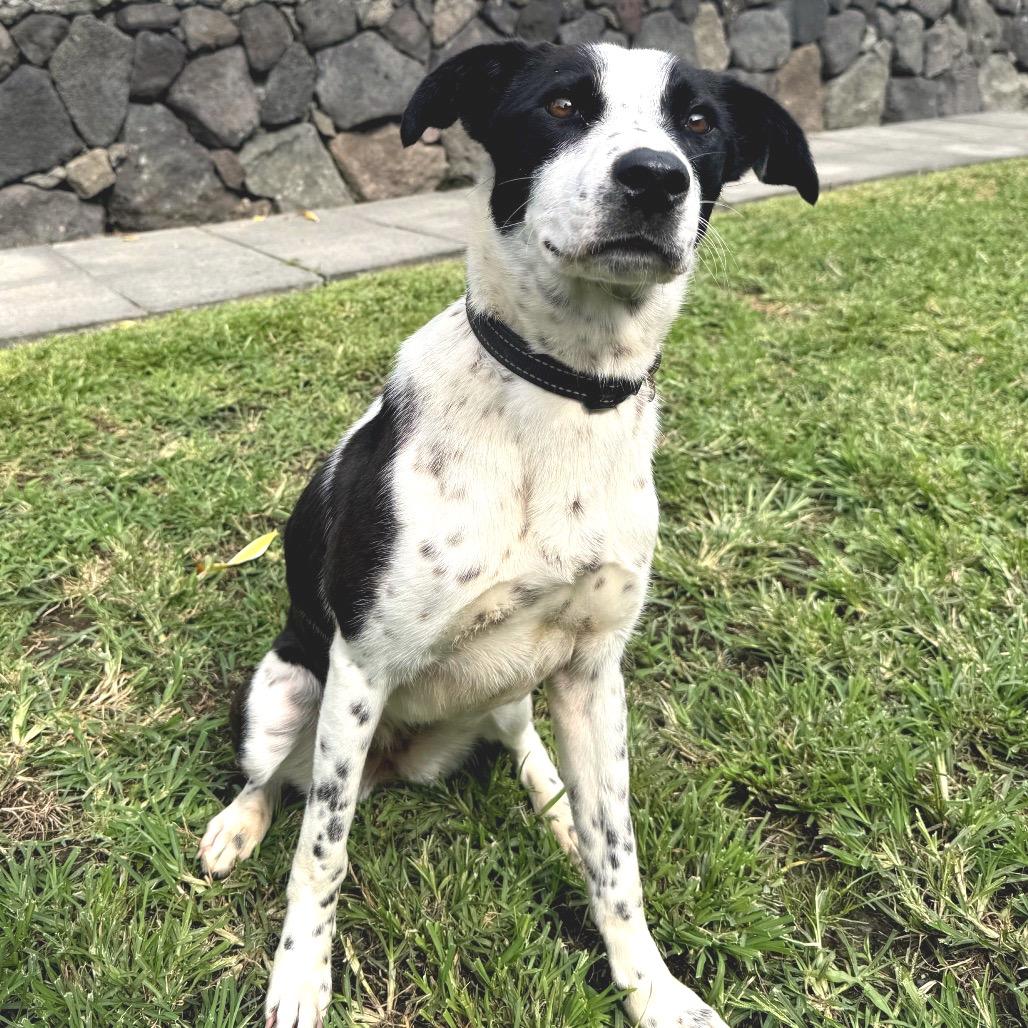 Enlarge Oreo, a Adoptable mixed breed in Keaau, HI image 4/6