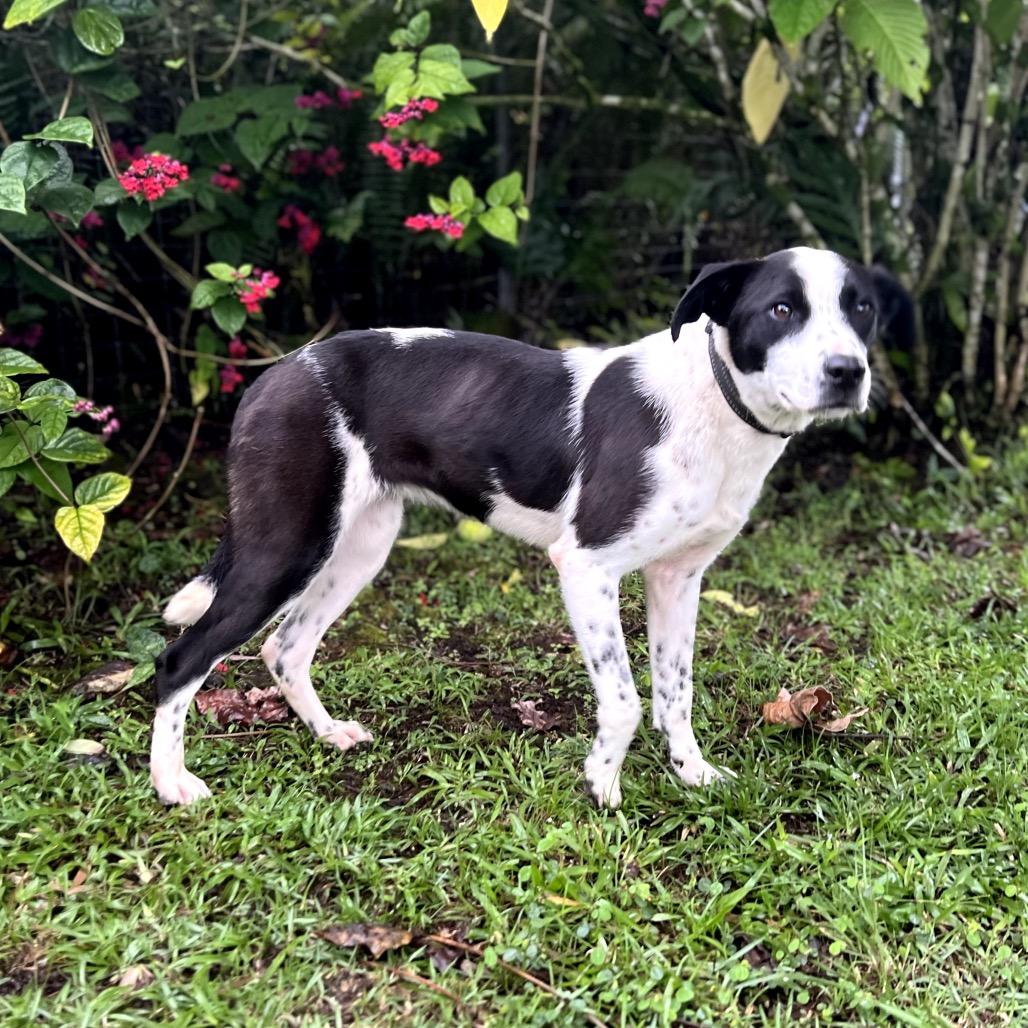 Enlarge Oreo, a Adoptable mixed breed in Keaau, HI image 5/6