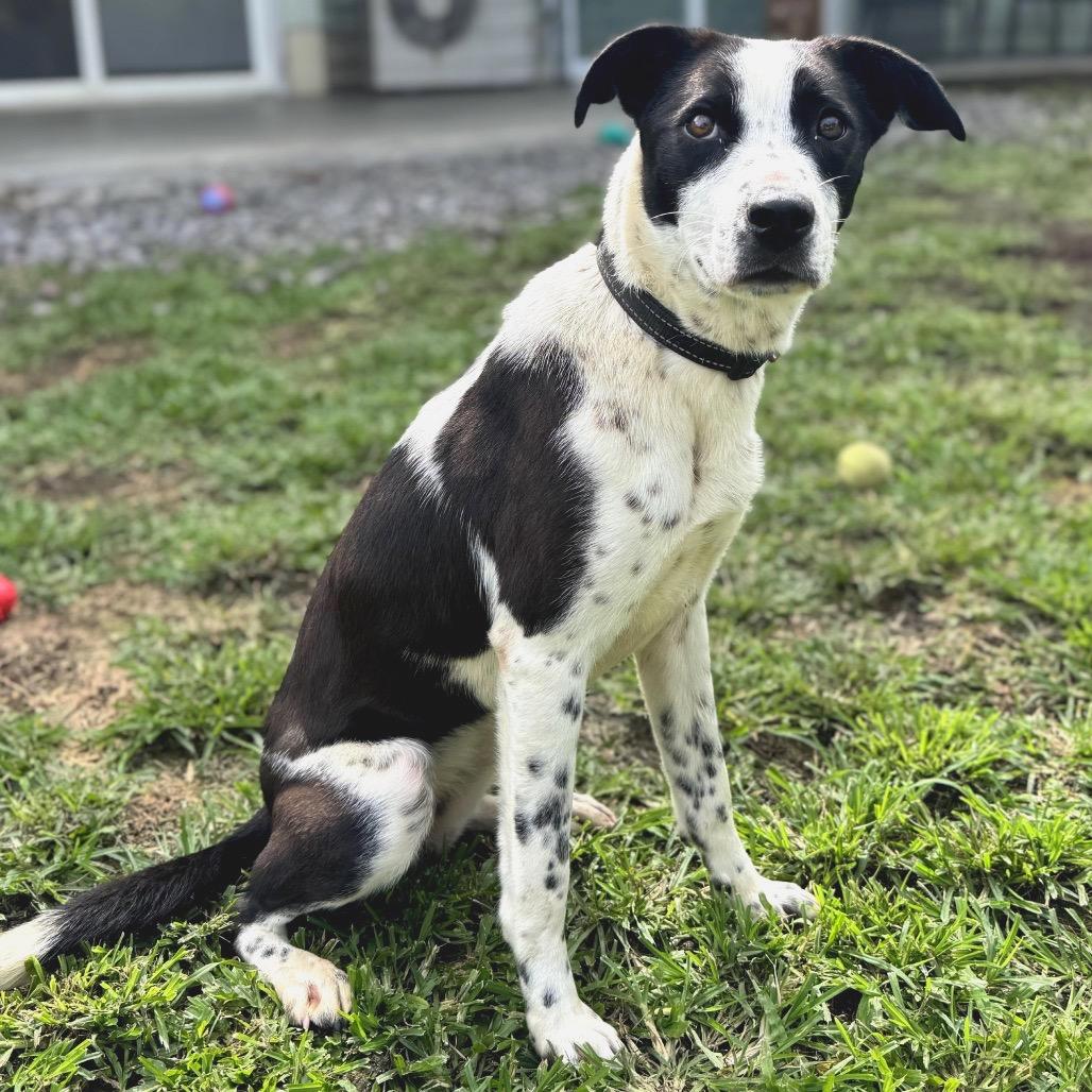 Enlarge Oreo, a Adoptable mixed breed in Keaau, HI image 6/6
