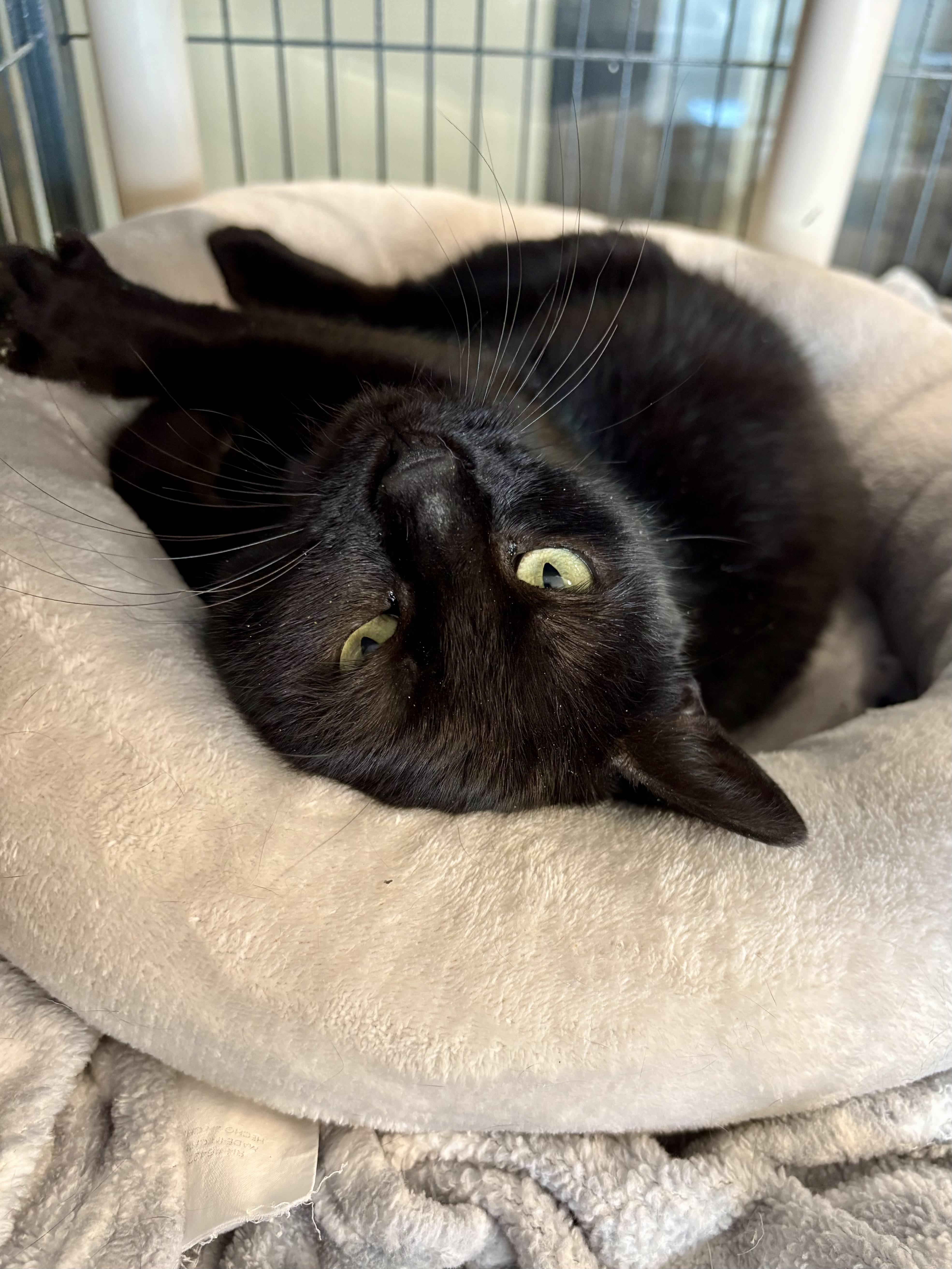 Enlarge Emerald , an adopted Domestic Short Hair in Seekonk, MA image 2/2