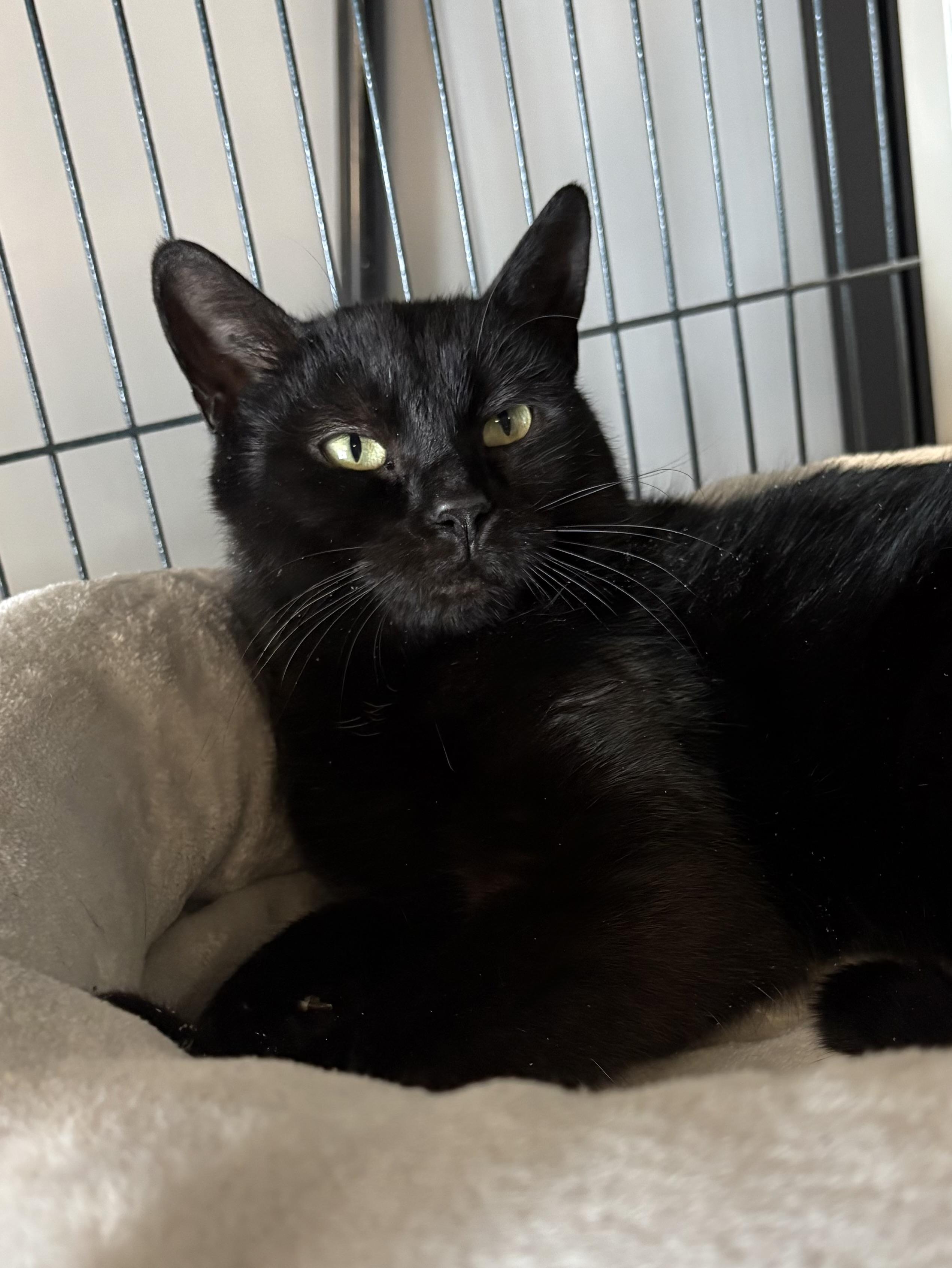 Emerald , adopted, Young Female Domestic Short Hair.