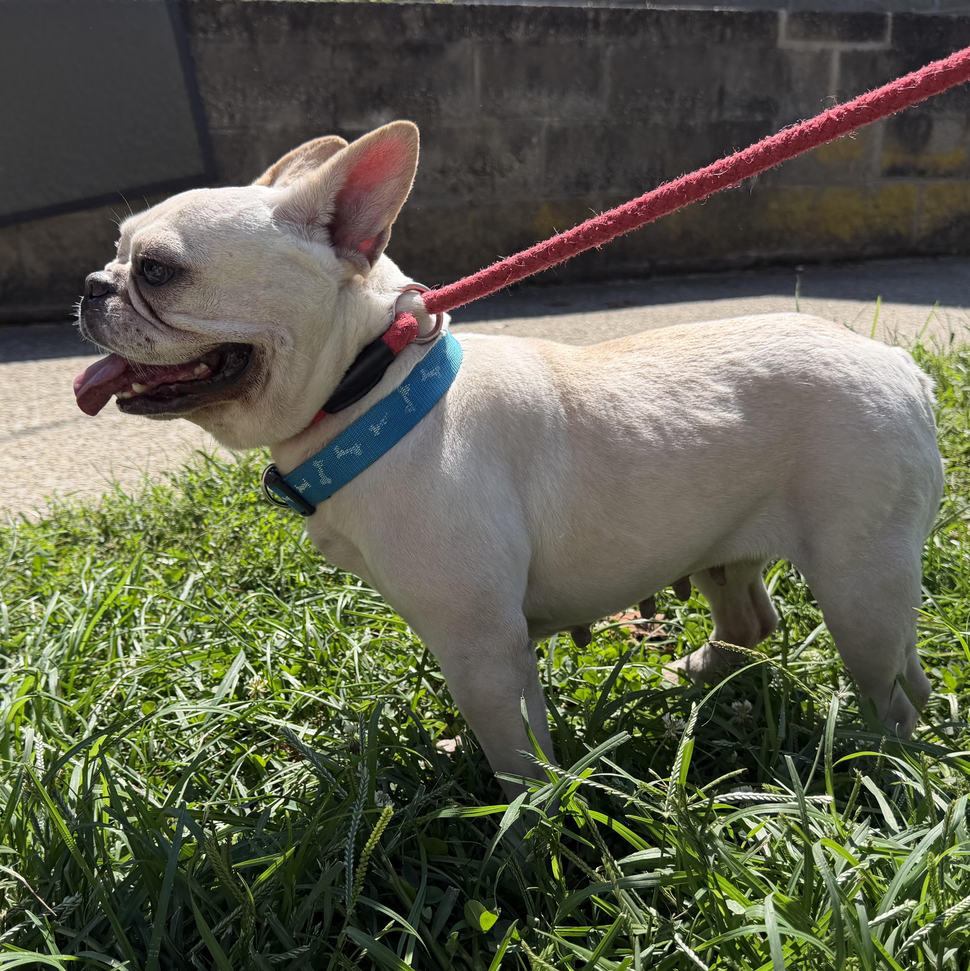 Enlarge Alyssa, a Adopted mixed breed in Latrobe, PA image 2/5