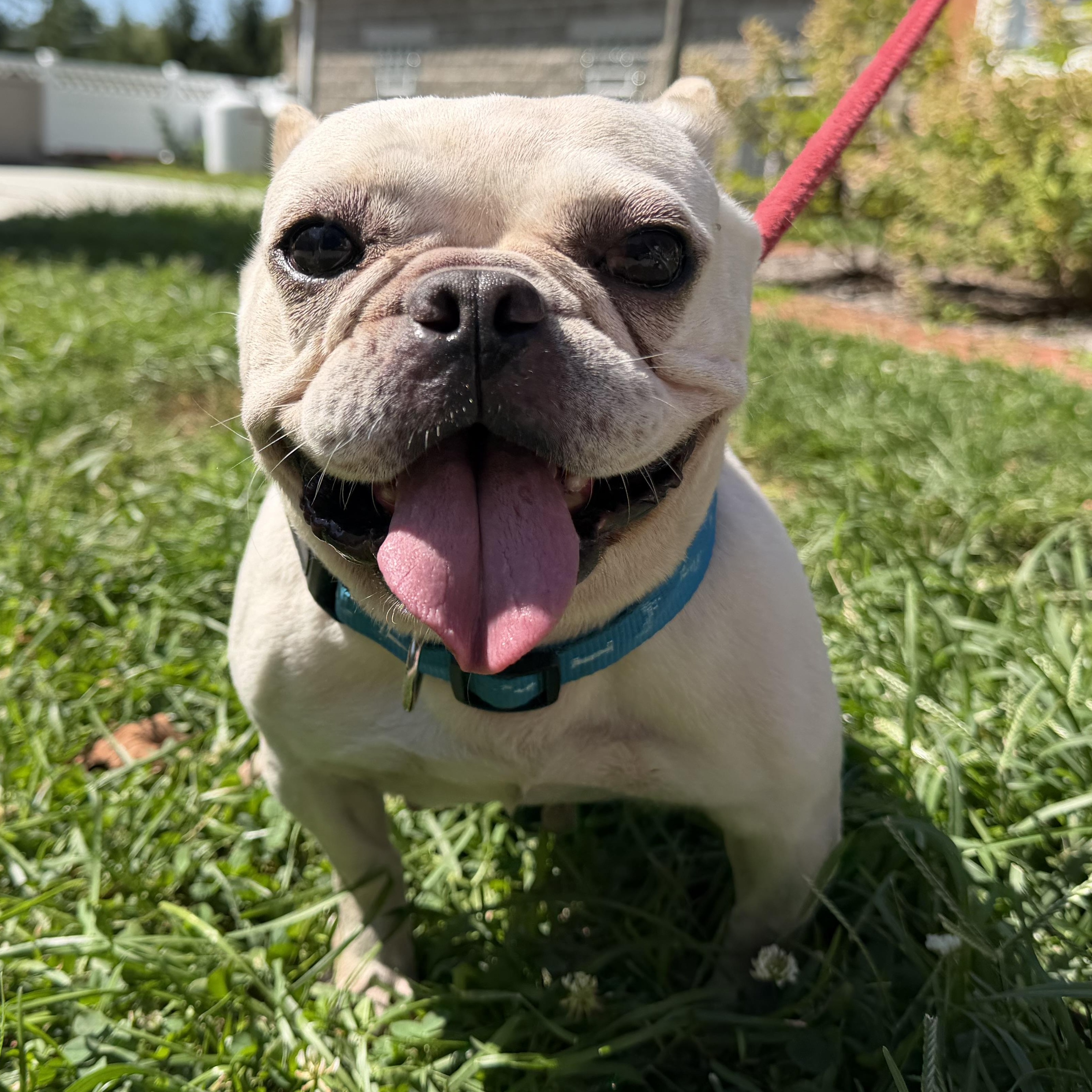 Alyssa, Adopted, Young Female French Bulldog.