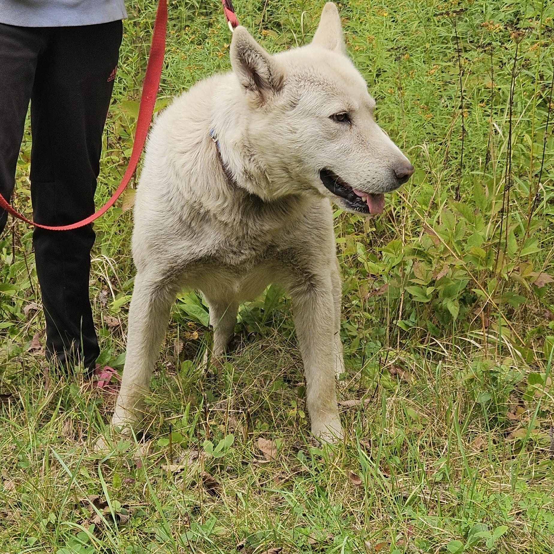 Enlarge Rummy, a Adoptable Husky in Jefferson, NH image 2/3