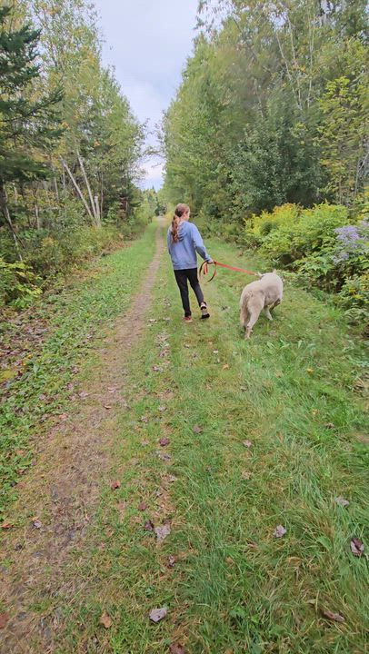 Enlarge Rummy, a Adoptable Husky in Jefferson, NH video 3/3