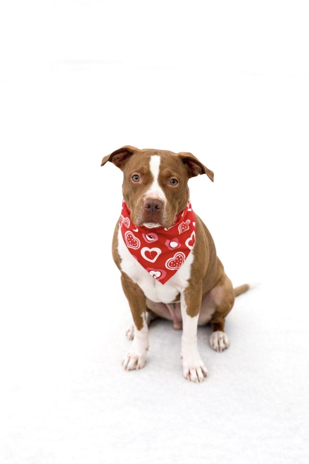 Enlarge Canela, a ADOPTABLE mixed breed in Scottsdale, AZ image 2/2