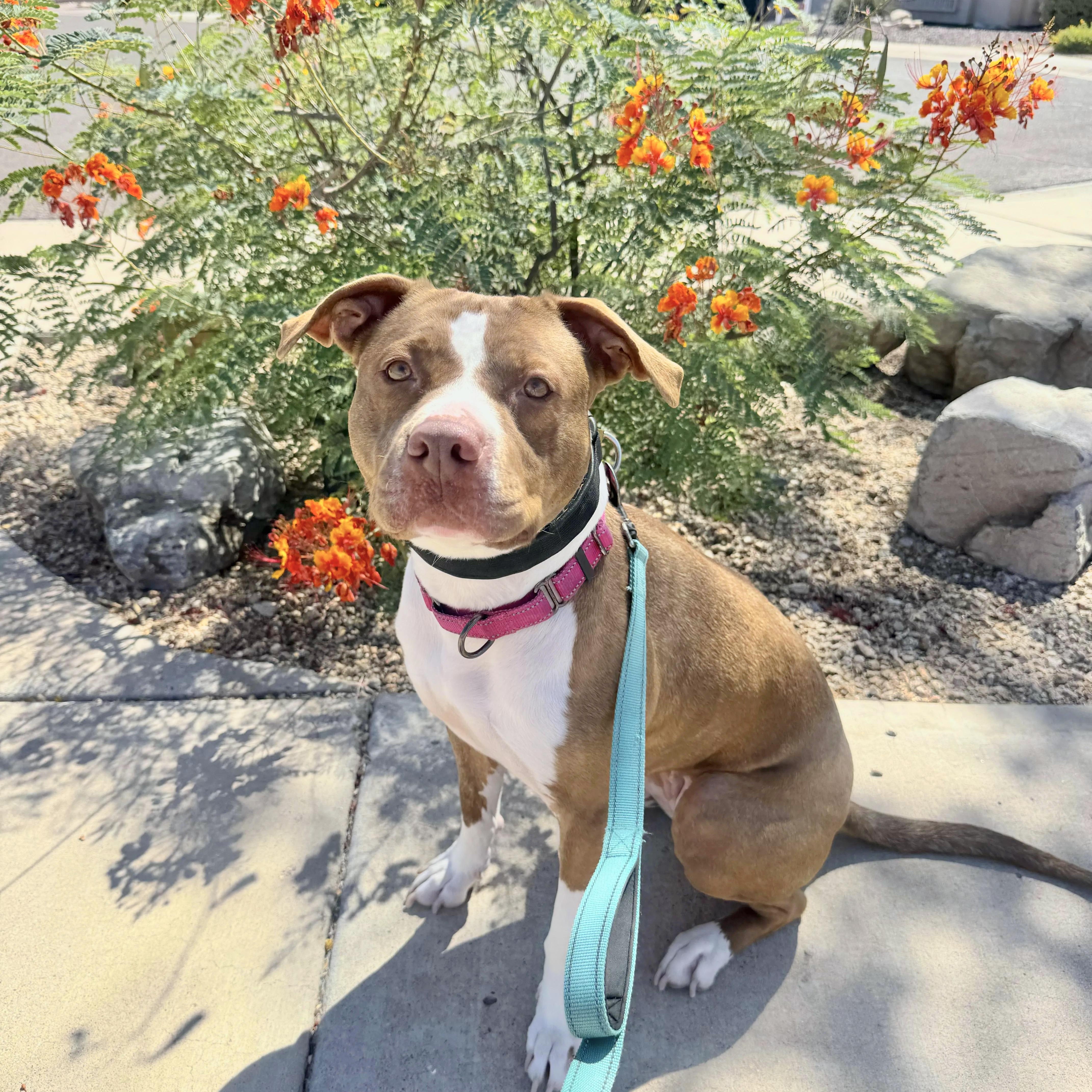 Canela, a ADOPTABLE mixed breed in Scottsdale, AZ image 2/4