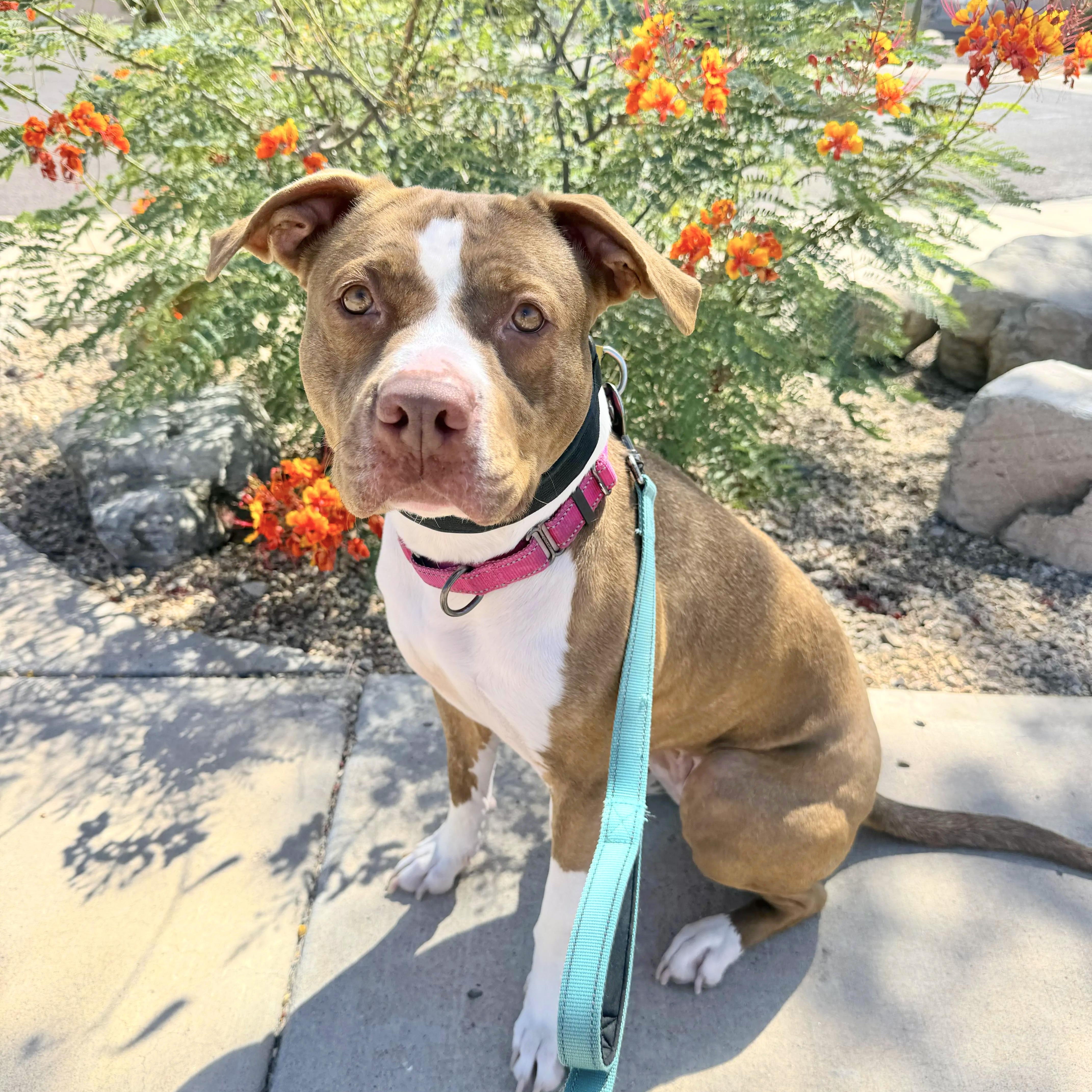 Canela, a ADOPTABLE mixed breed in Scottsdale, AZ image 3/4