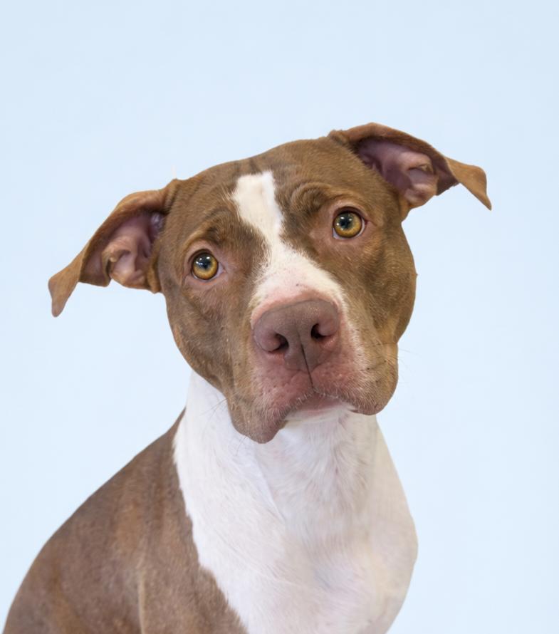 Canela, ADOPTABLE, Young Female Pit Bull Terrier.