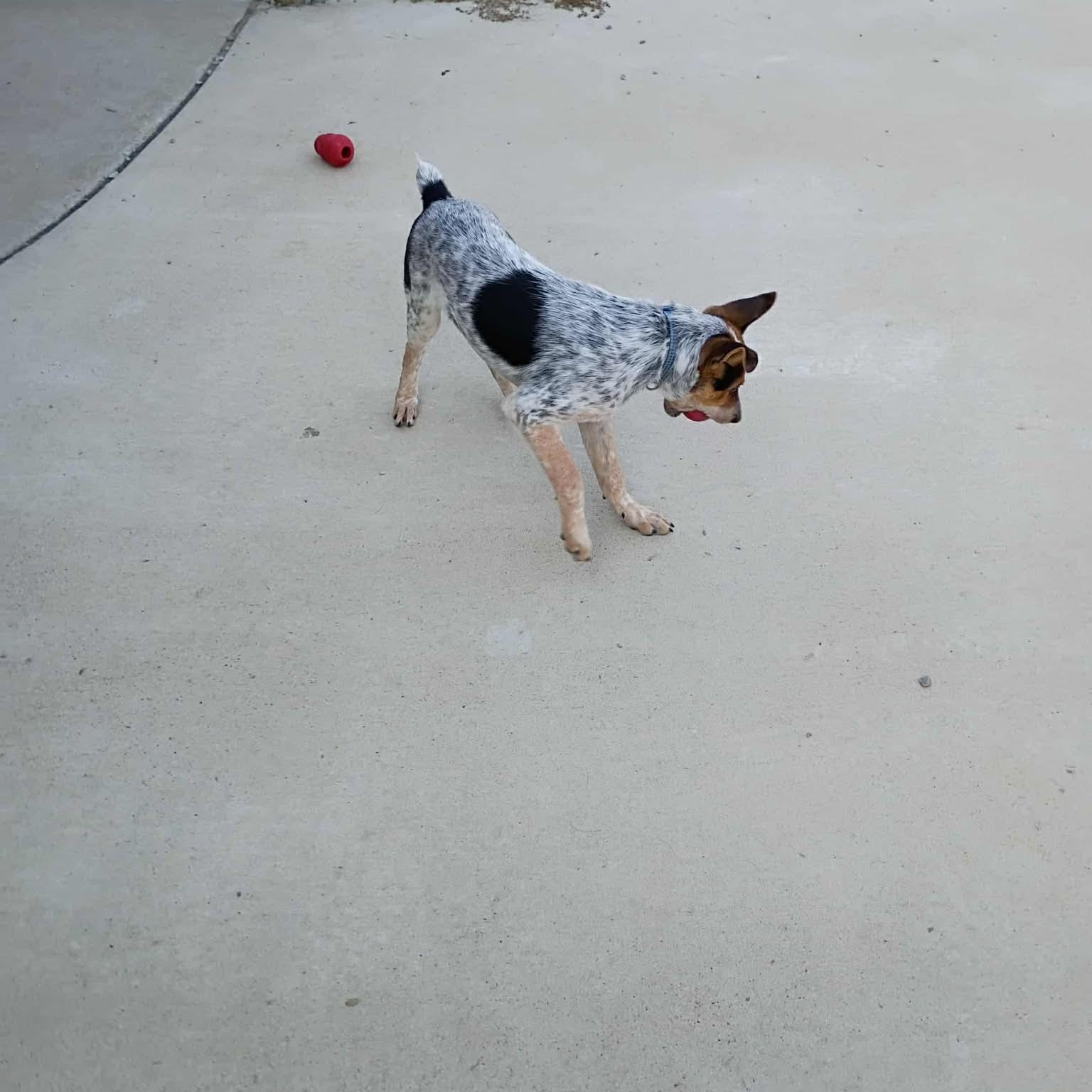 DUCE, Adoptable, Young Male Australian Cattle Dog / Blue Heeler.