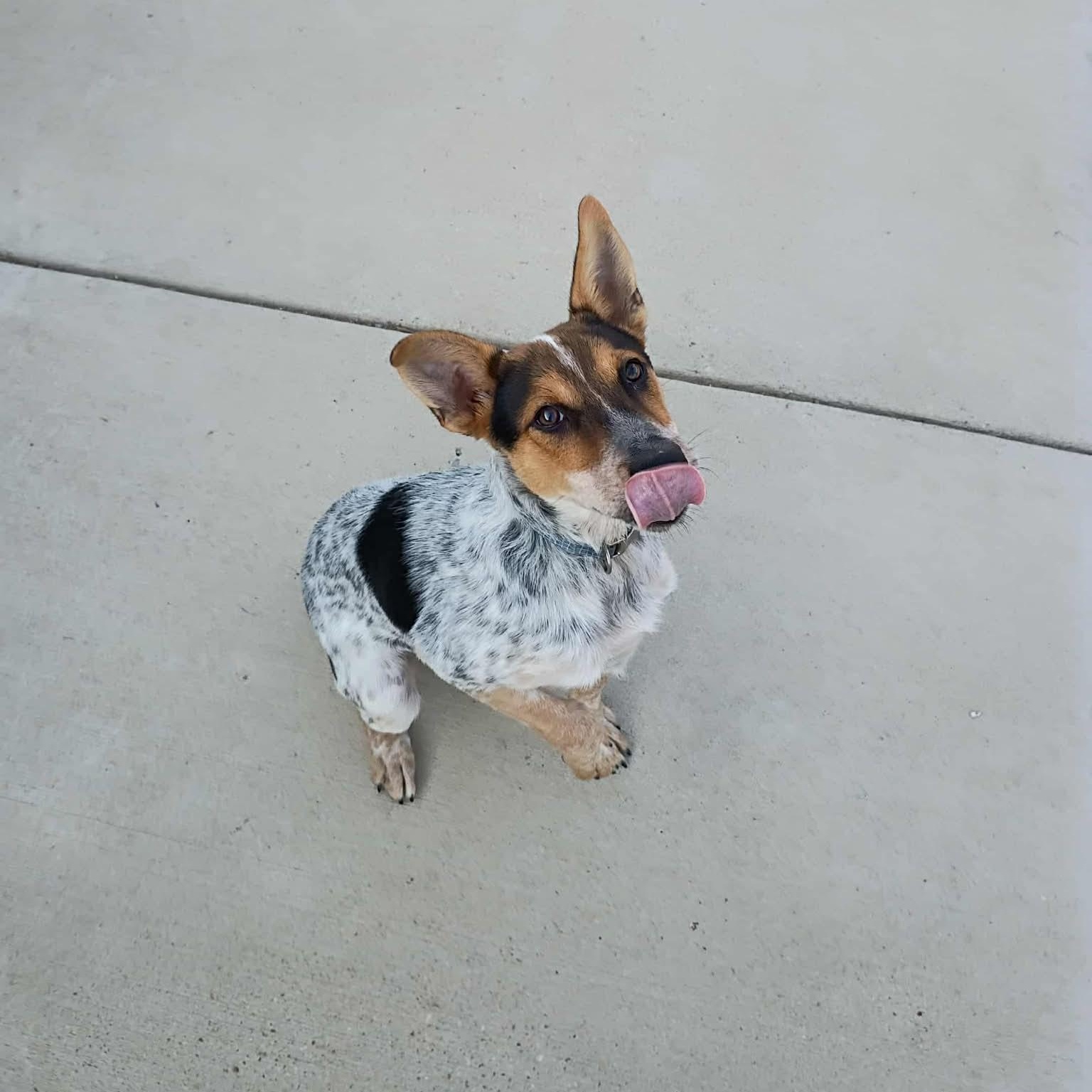 Enlarge DUCE, a Adoptable Australian Cattle Dog / Blue Heeler in Columbus, MS image 2/2