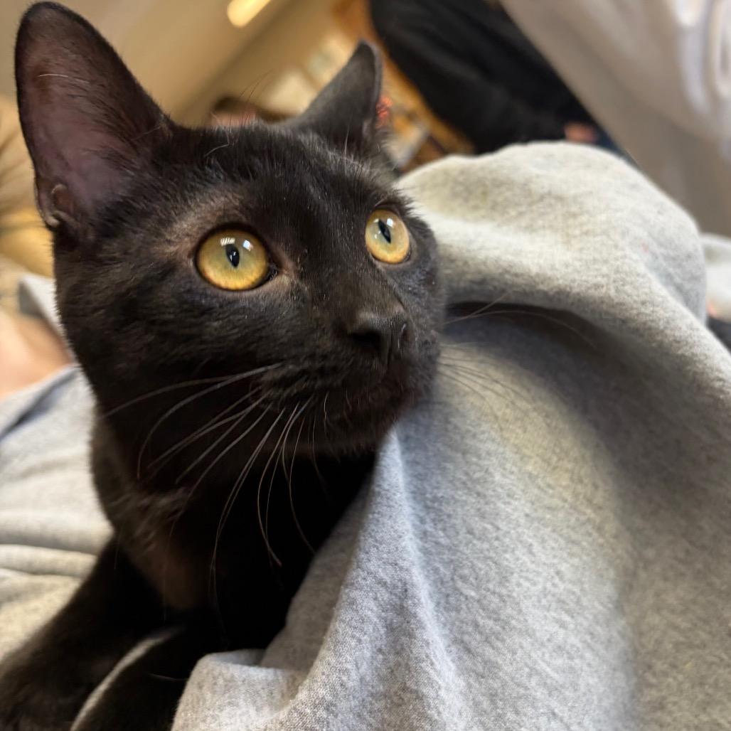 Enlarge Eliza Schuyler, a Adoptable Domestic Short Hair in Milford, IA image 1/6