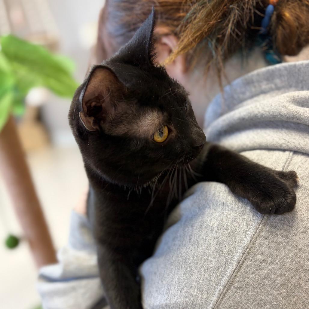 Enlarge Eliza Schuyler, a Adoptable Domestic Short Hair in Milford, IA image 2/6