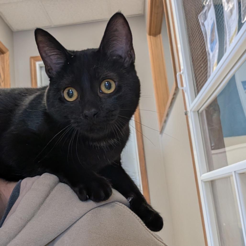 Enlarge Eliza Schuyler, a Adoptable Domestic Short Hair in Milford, IA image 3/6