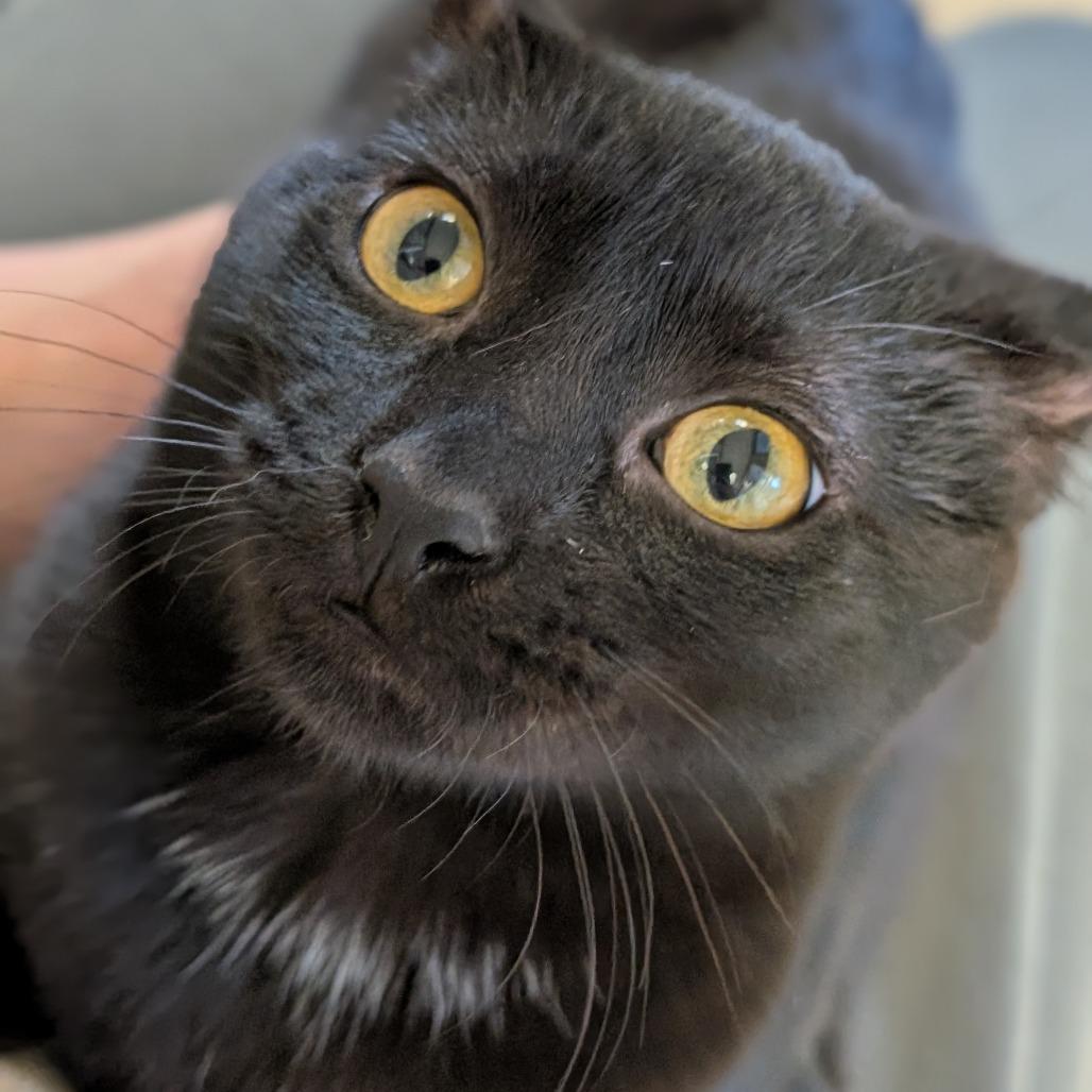 Enlarge Eliza Schuyler, a Adoptable Domestic Short Hair in Milford, IA image 4/6