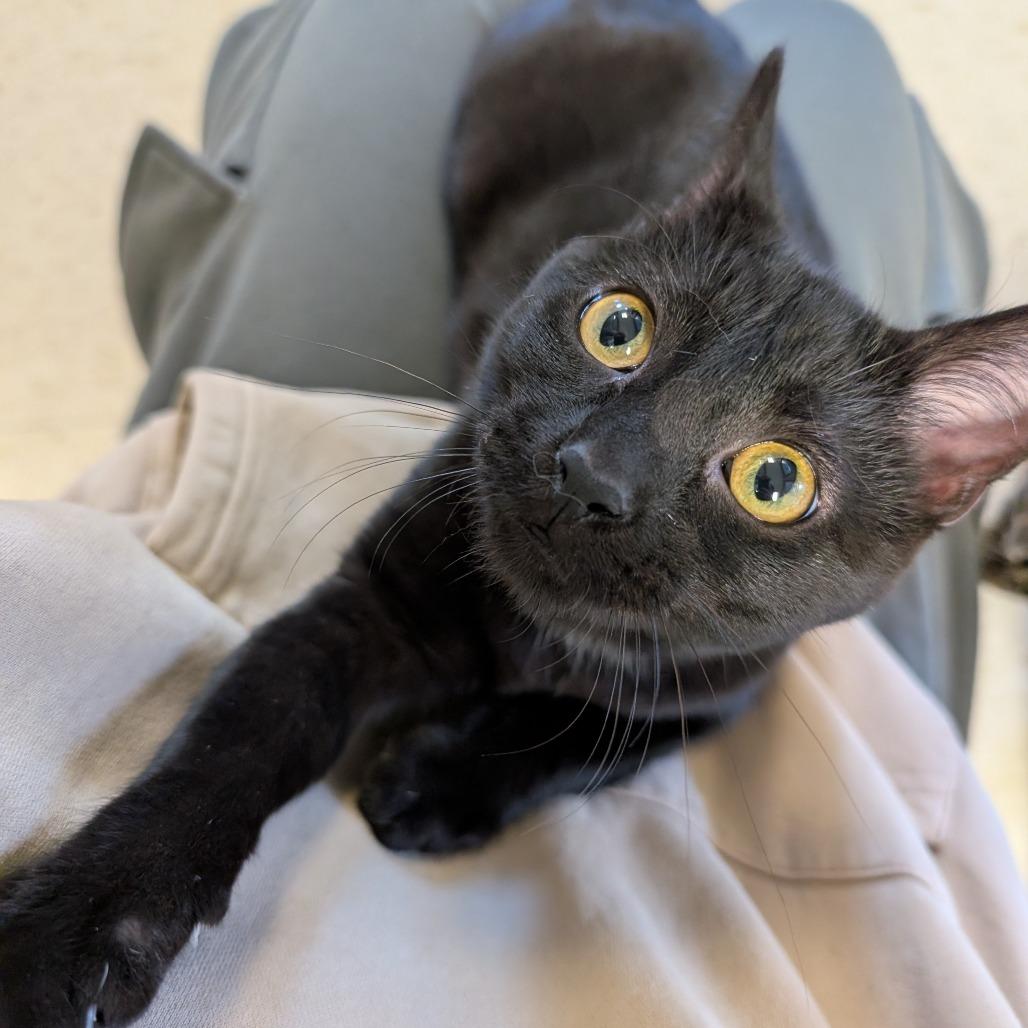 Enlarge Eliza Schuyler, a Adoptable Domestic Short Hair in Milford, IA image 5/6