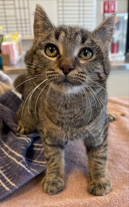 Cookie, a Adoptable mixed breed in Detroit, MI image 1/6