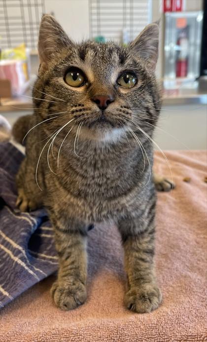 Cookie, a Adoptable mixed breed in Detroit, MI image 4/6