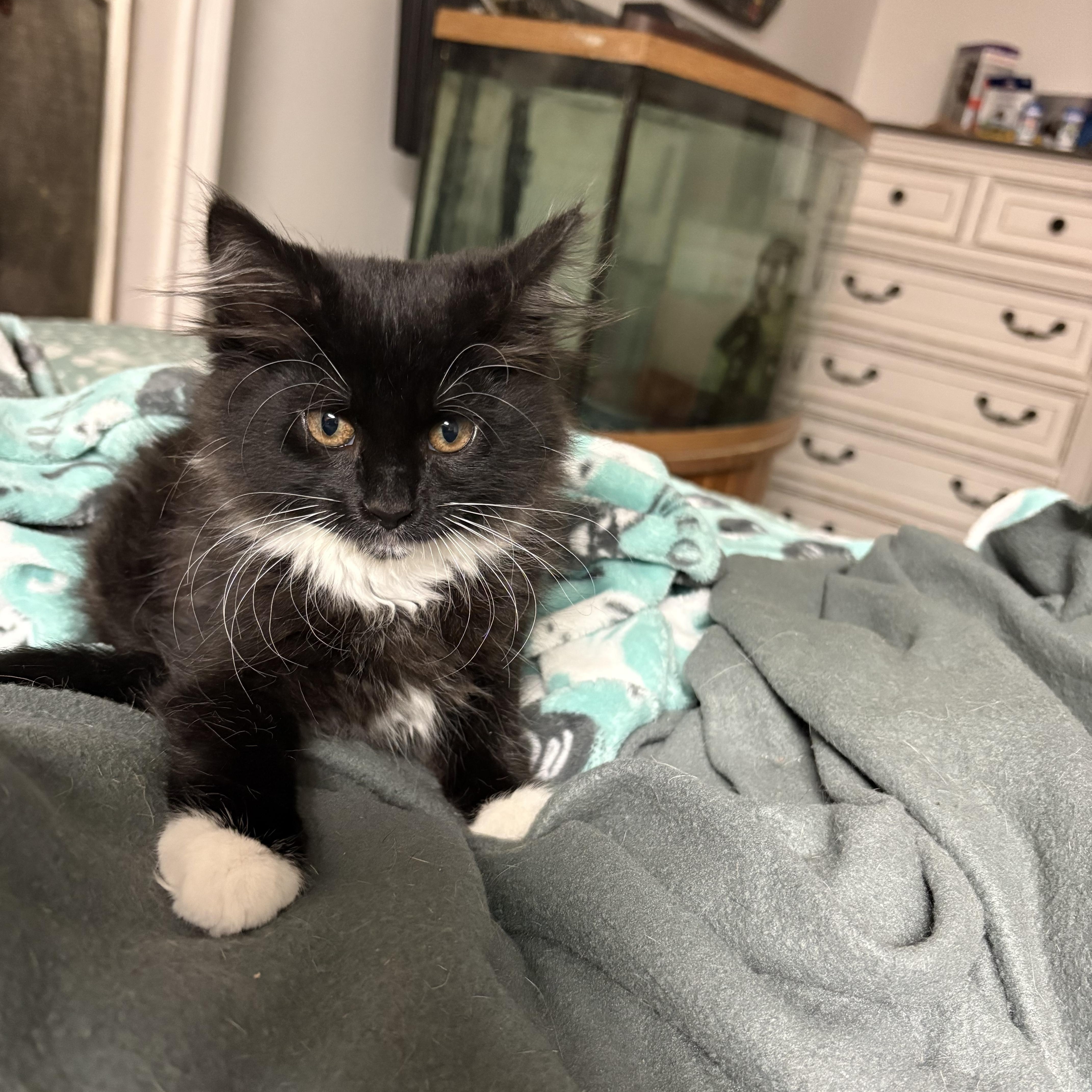 Cheyenne & Clover, adopted, Kitten Female Domestic Long Hair.