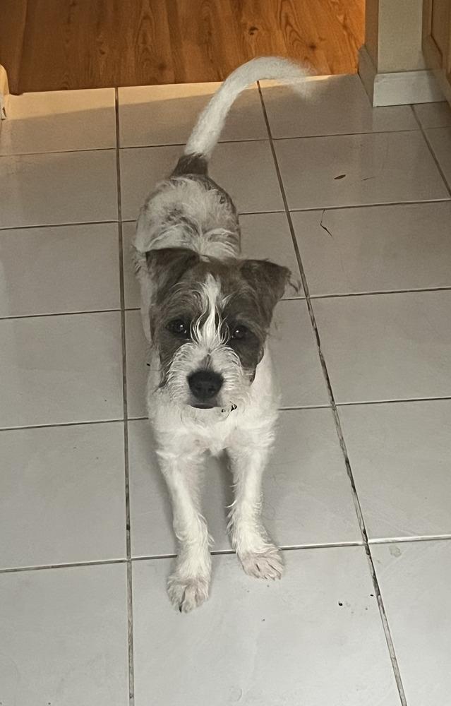 Enlarge Pickles, a Adoptable mixed breed in Loveland, OH image 2/6