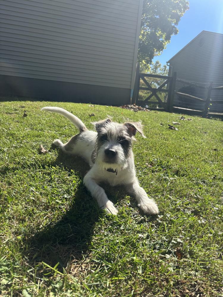Enlarge Pickles, a Adoptable mixed breed in Loveland, OH image 3/6