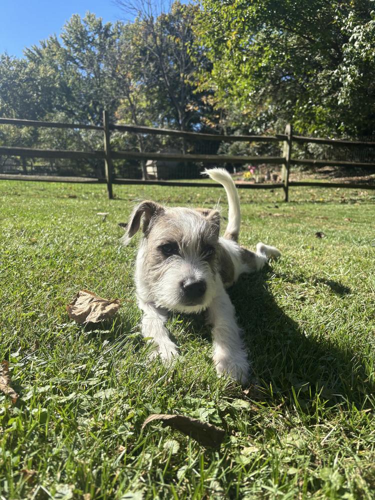 Enlarge Pickles, a Adoptable mixed breed in Loveland, OH image 5/6
