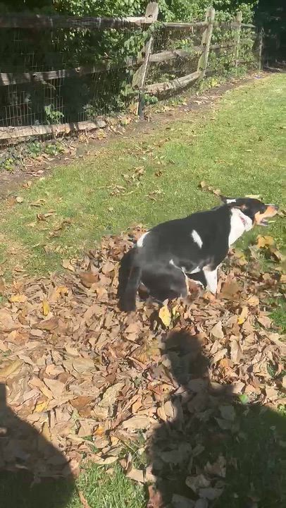 Enlarge Pickles, a Adoptable mixed breed in Loveland, OH video 6/6