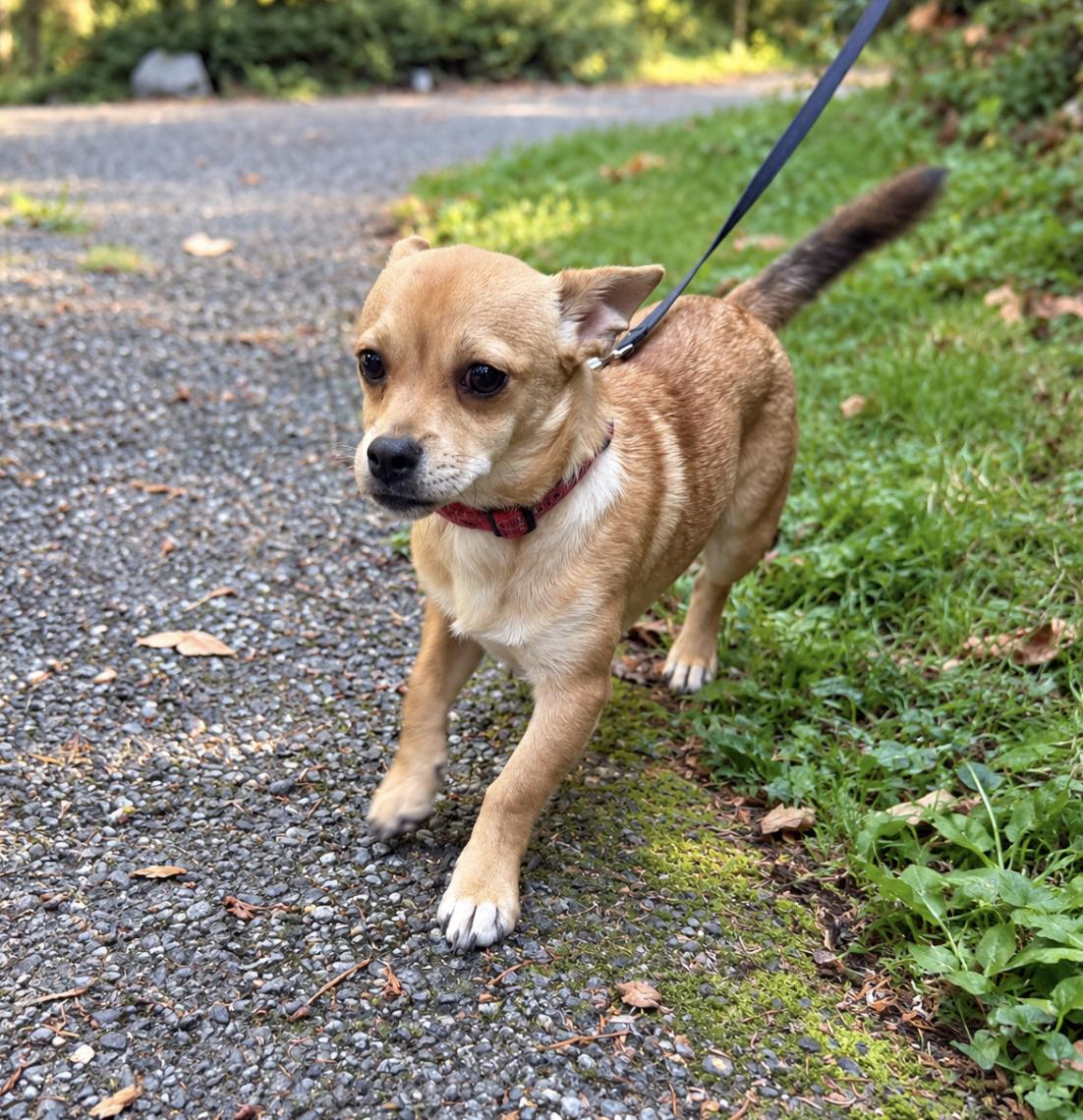 Enlarge Bobby, a Adoptable mixed breed in Puyallup, WA image 3/3