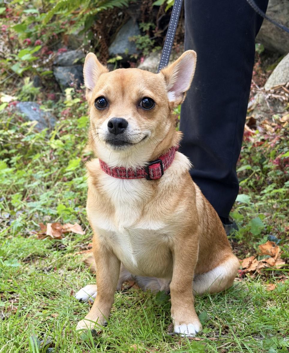 Bobby, Adoptable, Young Male Dachshund & Chihuahua.