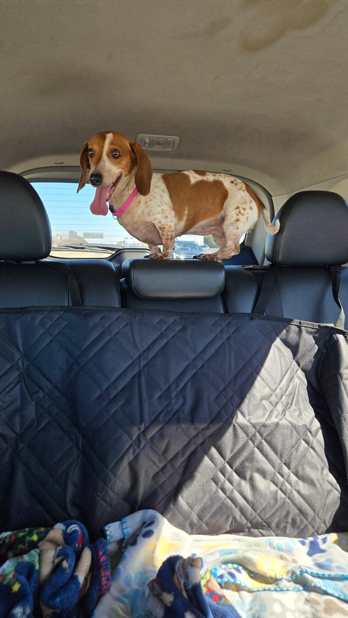 Sadie, Adoptable, Adult Female Miniature Dachshund.