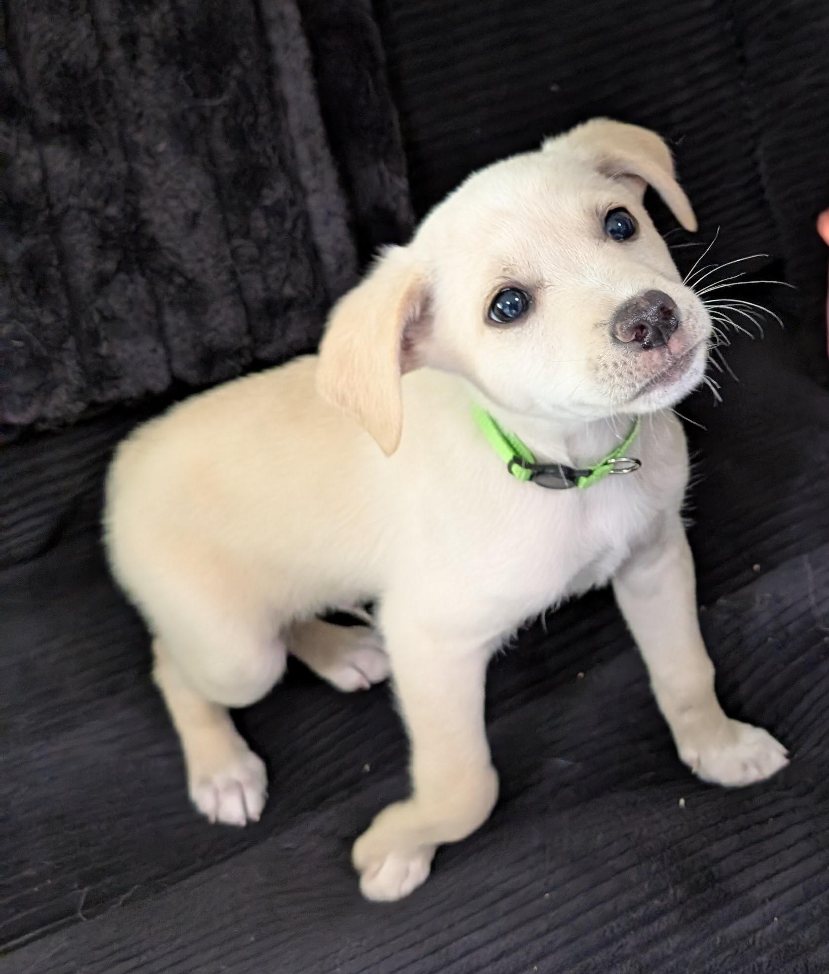 Marshmallow - PUPPY, ADOPTABLE, Puppy Male Chihuahua.