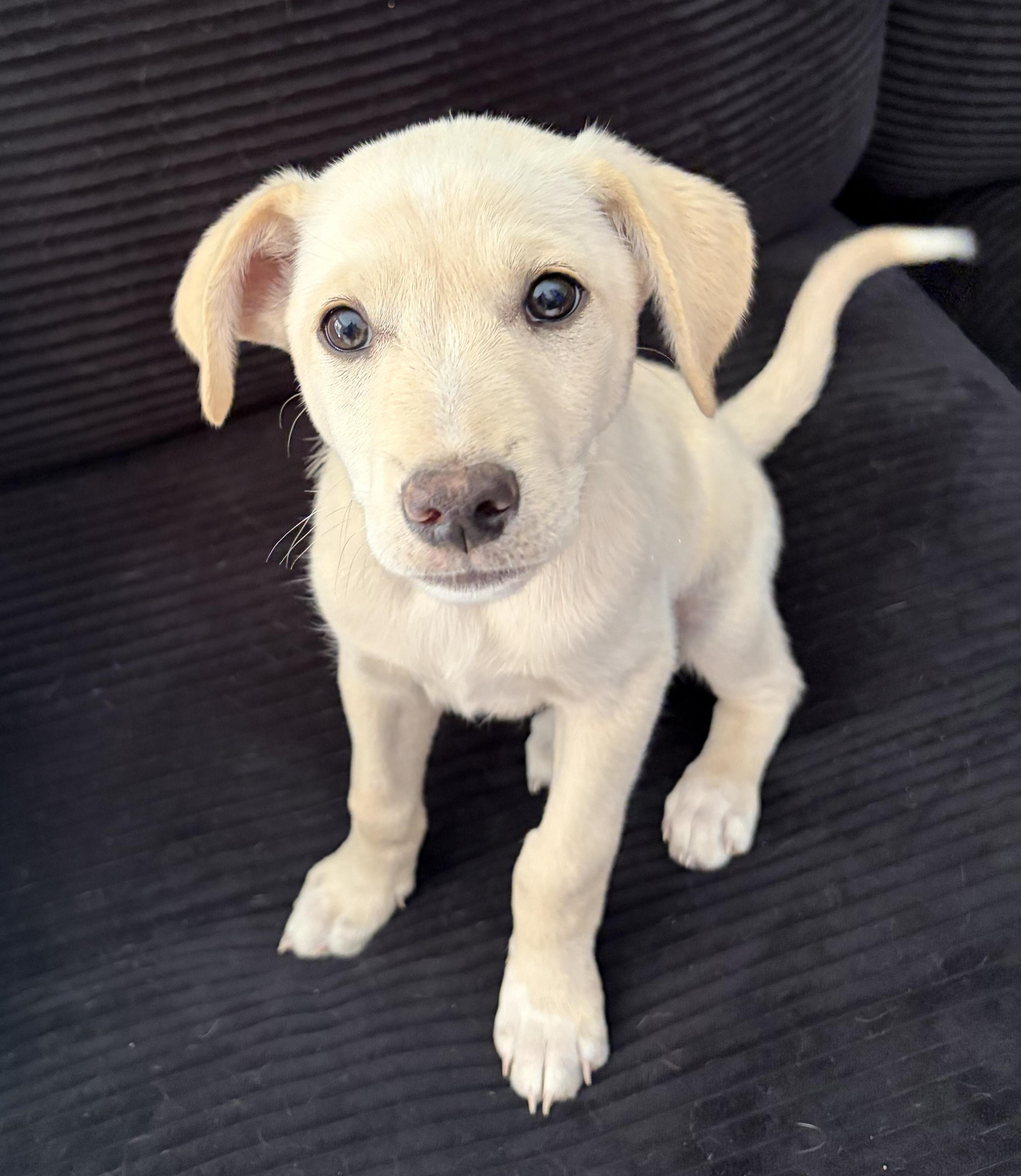 Marshmallow - PUPPY, ADOPTABLE, Puppy Male Chihuahua.