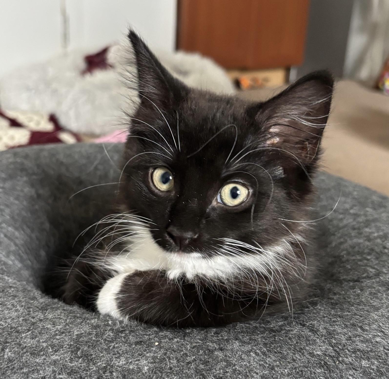 Lisichka, Baby Female unknown