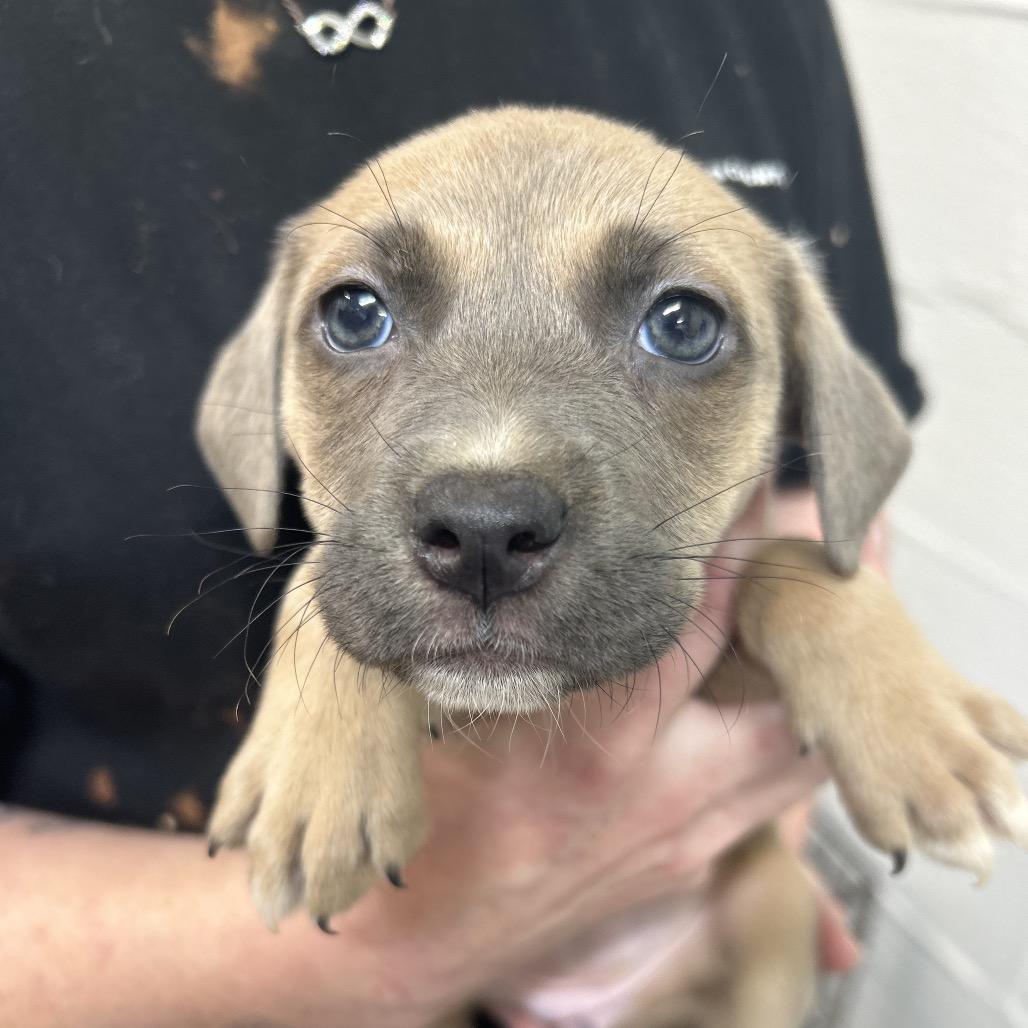 Enlarge Vidia, a Adoptable mixed breed in Clanton, AL image 1/2