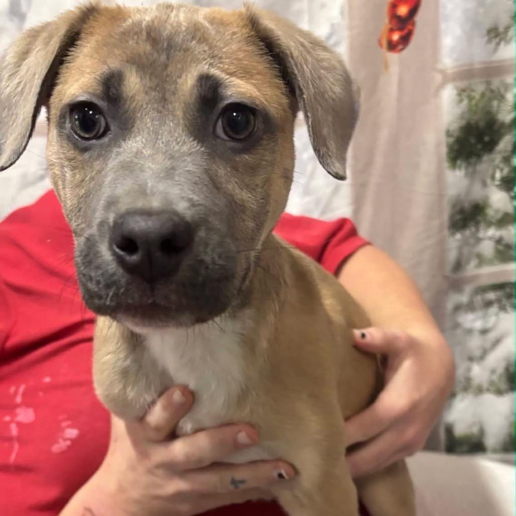 Enlarge Vidia, a Adoptable mixed breed in Clanton, AL image 2/2