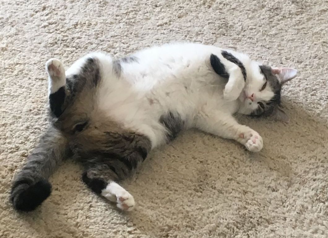 Maui (Male) - Needs another Kitty friend!