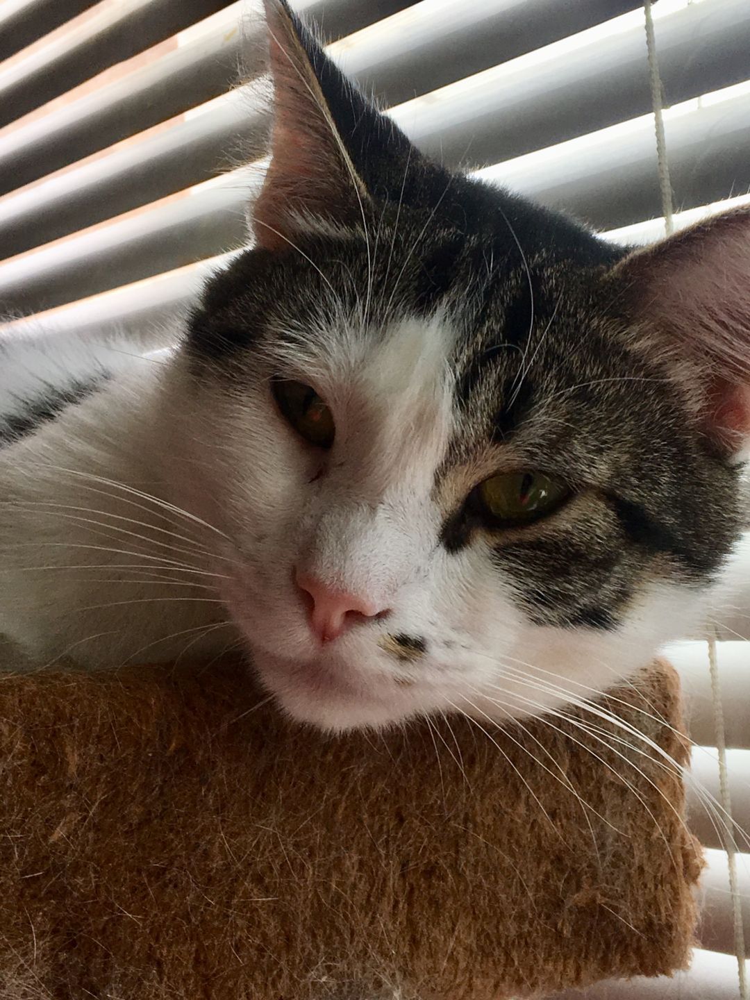 Maui (Male) - Needs another Kitty friend!, a Adoptable Tabby in Anaheim, CA image 2/7