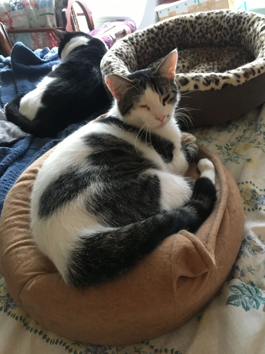 Maui (Male) - Needs another Kitty friend!, Adoptable, Adult Male Tabby.