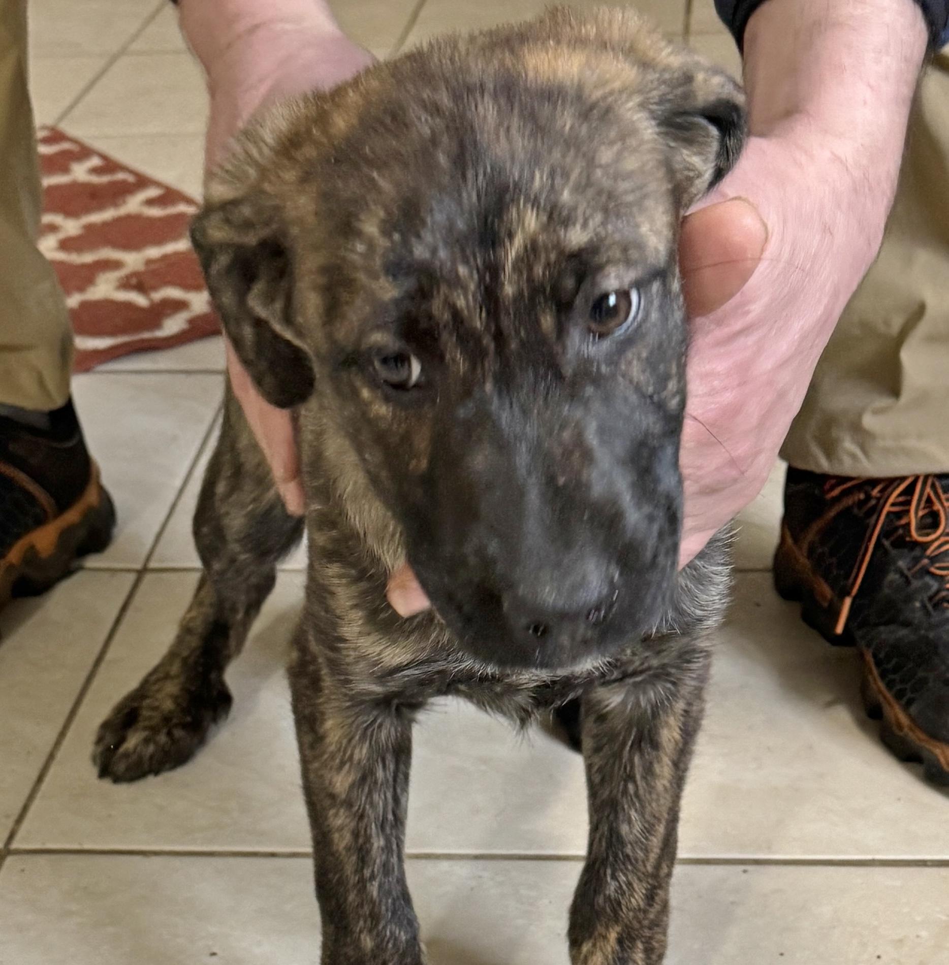 Enlarge Kizzy, a ADOPTABLE mixed breed in Traverse City, MI image 1/1