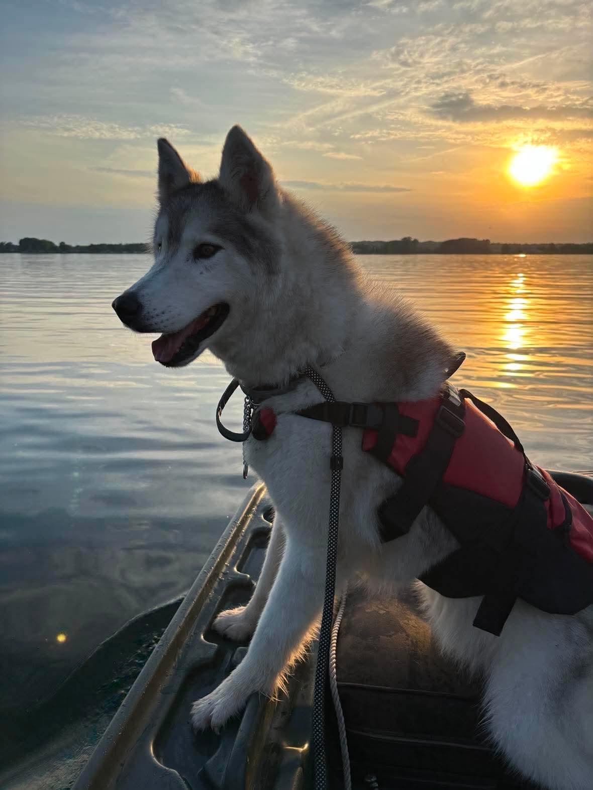 Kodiak, ADOPTABLE, Senior Male Husky.