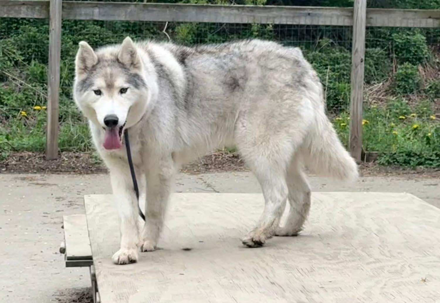 Kodiak, a ADOPTABLE Husky in Randolph Center, VT image 1/3