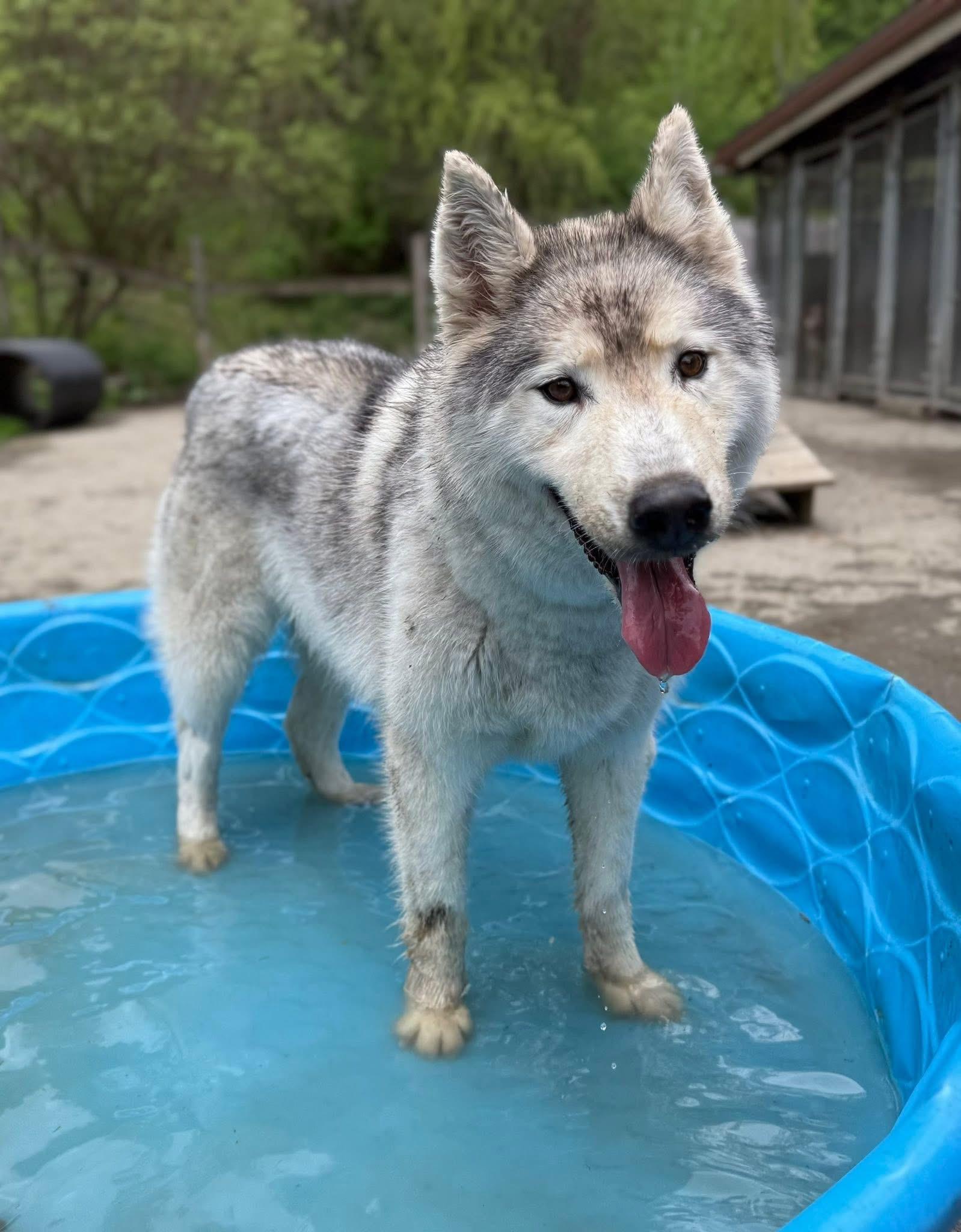 Kodiak, a ADOPTABLE Husky in Randolph Center, VT image 2/3