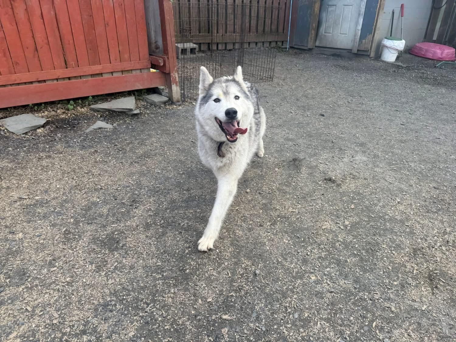 Kodiak, a ADOPTABLE Husky in Randolph Center, VT image 3/3