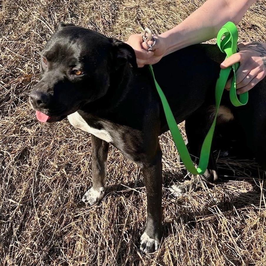 Phoenix, adopted, Young Female Black Labrador Retriever.