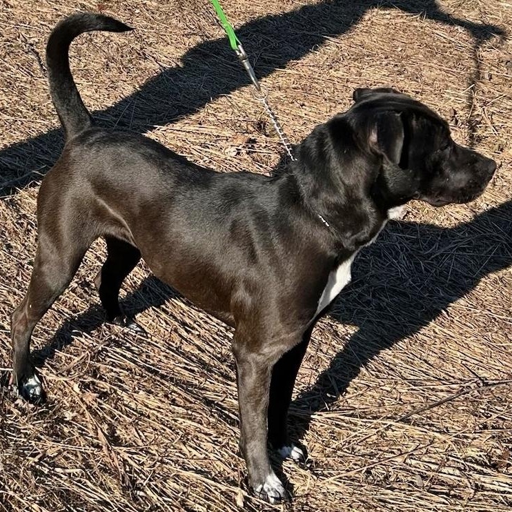 Enlarge Phoenix, an adopted mixed breed in Traverse City, MI image 2/2